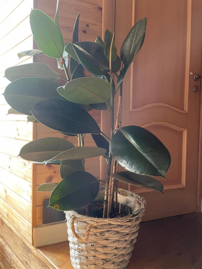 Stebuklas Coliving Βίλνιους Εξωτερικό φωτογραφία